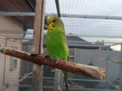 Prodám andulky (fialové, modré, zelené)