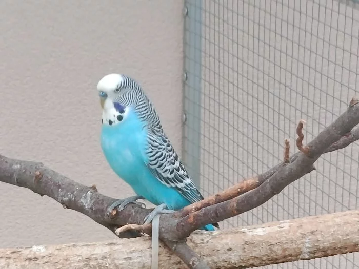 Prodám andulky (fialové, modré, zelené)