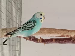 Prodám andulky (fialové, modré, zelené)