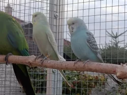 Prodám andulky (fialové, modré, zelené)