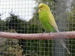 Prodám andulky (fialové, modré, zelené)