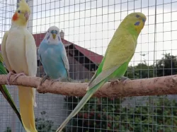 Prodám andulky (fialové, modré, zelené)