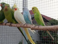 Prodám andulky (fialové, modré, zelené)