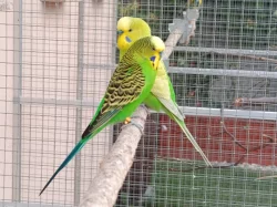 Prodám andulky (fialové, modré, zelené)