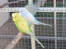 Prodám andulky (fialové, modré, zelené)