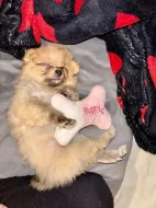 Prodám špice křízence s pomeranianem