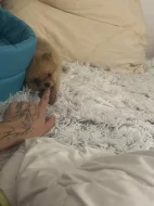 Prodám špice křízence s pomeranianem