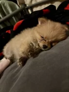 Prodám špice křízence s pomeranianem