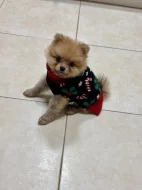 Prodám špice křízence s pomeranianem