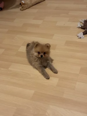 Prodám špice křízence s pomeranianem