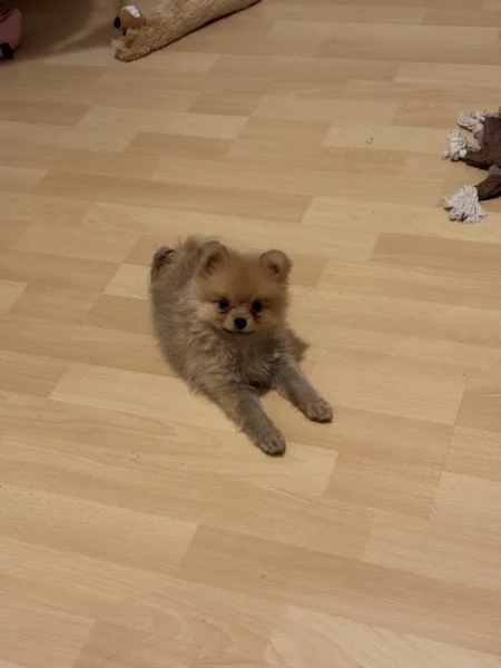 Prodám špice křízence s pomeranianem