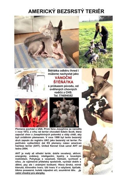 Americký bezsrstý teriér