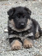 Štěňata německého ovčáka bez PP