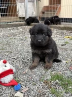 Štěňata německého ovčáka bez PP