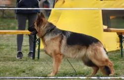 Štěňata německého ovčáka bez PP