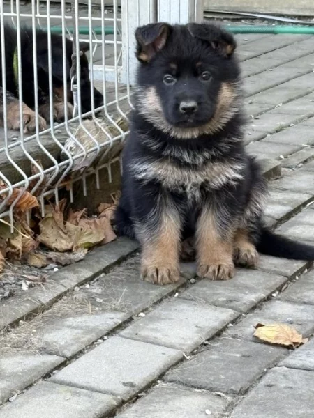 Štěňata německého ovčáka bez PP