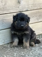 Štěňata německého ovčáka bez PP