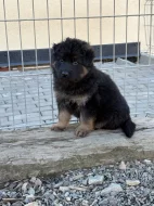 Štěňata německého ovčáka bez PP