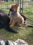 Štěňátka německého ovčáka bez PP