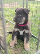 Štěňátka německého ovčáka bez PP