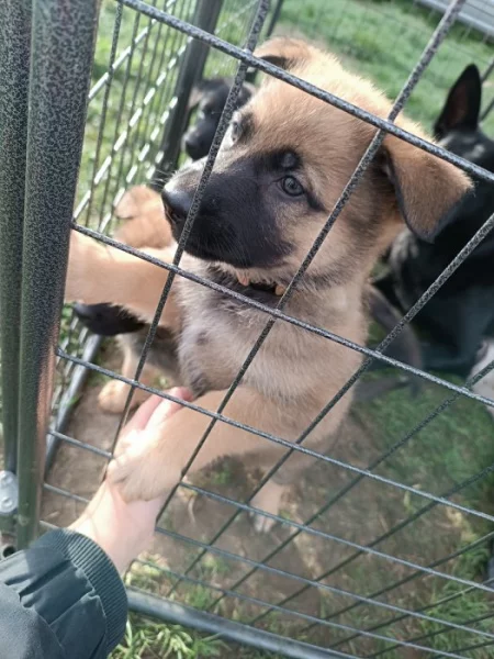 Štěňátka německého ovčáka bez PP