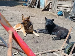 Štěňátka německého ovčáka bez PP