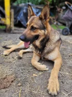 Štěňátka německého ovčáka bez PP