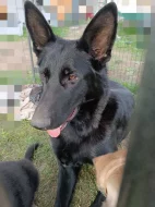 Štěňátka německého ovčáka bez PP