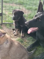 Štěňátka německého ovčáka bez PP