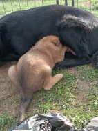 Štěňátka německého ovčáka bez PP