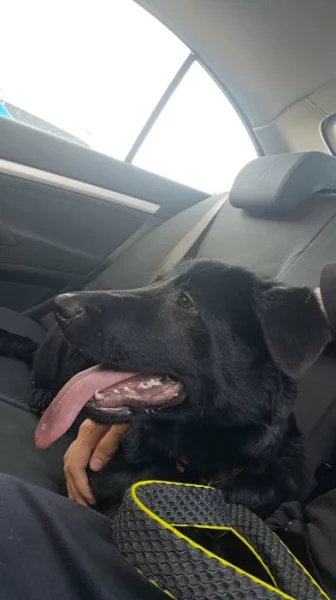 Hledám nový domov pro pejska