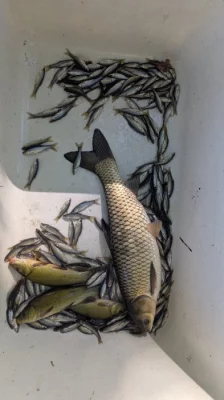 Prodám Lína L3 a násadového amura