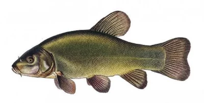 Koupím tržního lína