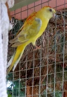 Prodám krásný párek papoušků zpěvavých.