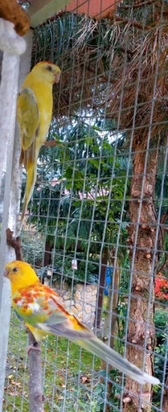 Prodám krásný párek papoušků zpěvavých.
