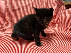 daruji hravá a hodná koťátka