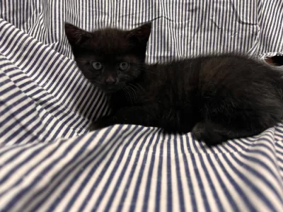 daruji hravá a hodná koťátka