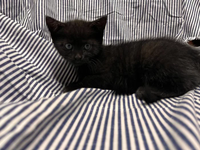 daruji hravá a hodná koťátka