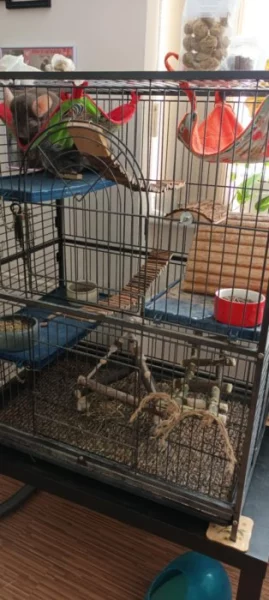 Prodám 2 činčili kamarádky