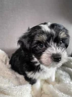 Biewer x maltézáček ( oba PP )