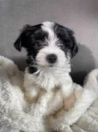 Biewer x maltézáček ( oba PP )