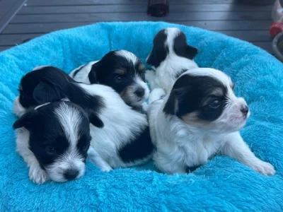 Biewer x maltézáček ( oba PP )