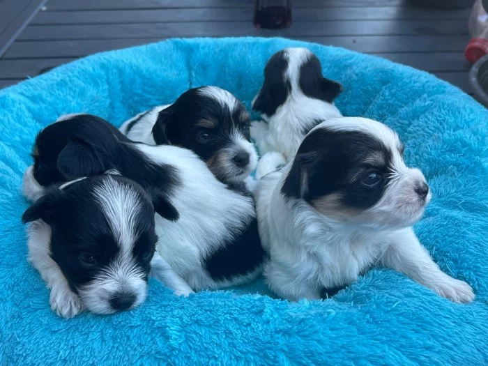 Biewer x maltézáček ( oba PP )