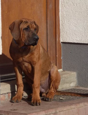 Tosa inu- nádherní pejsci k odběru