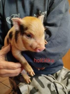 Prodám Gottingenske selátka