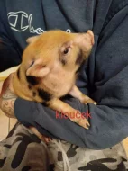 Prodám Gottingenske selátka