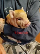 Prodám Gottingenske selátka