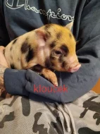 Prodám Gottingenske selátka