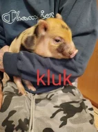 Prodám Gottingenske selátka