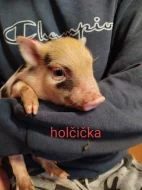 Prodám Gottingenske selátka